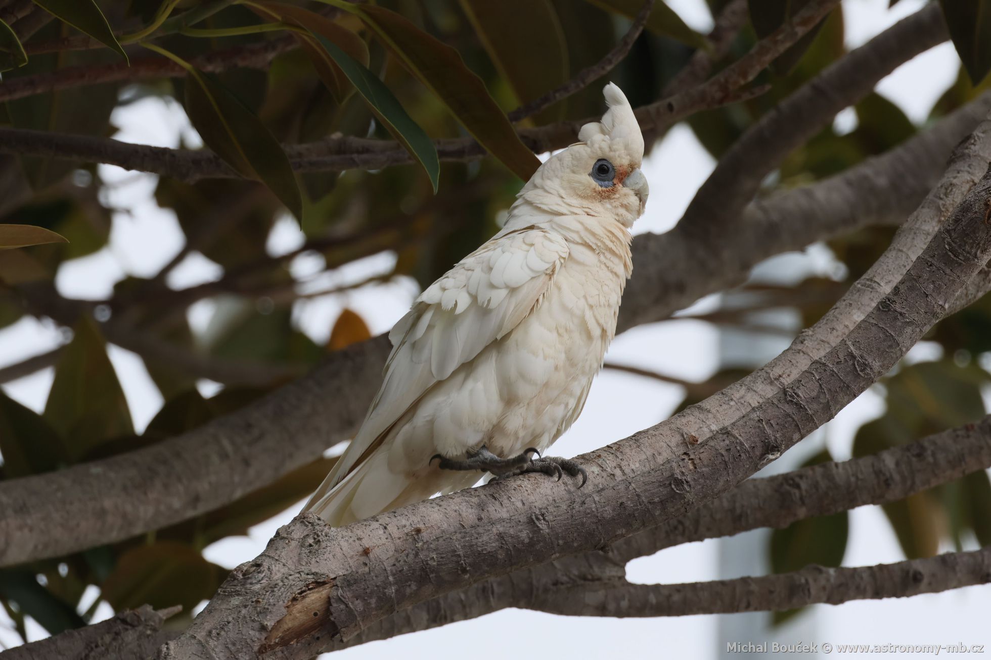 Kakadu naholící (Cacatua sanguinea)