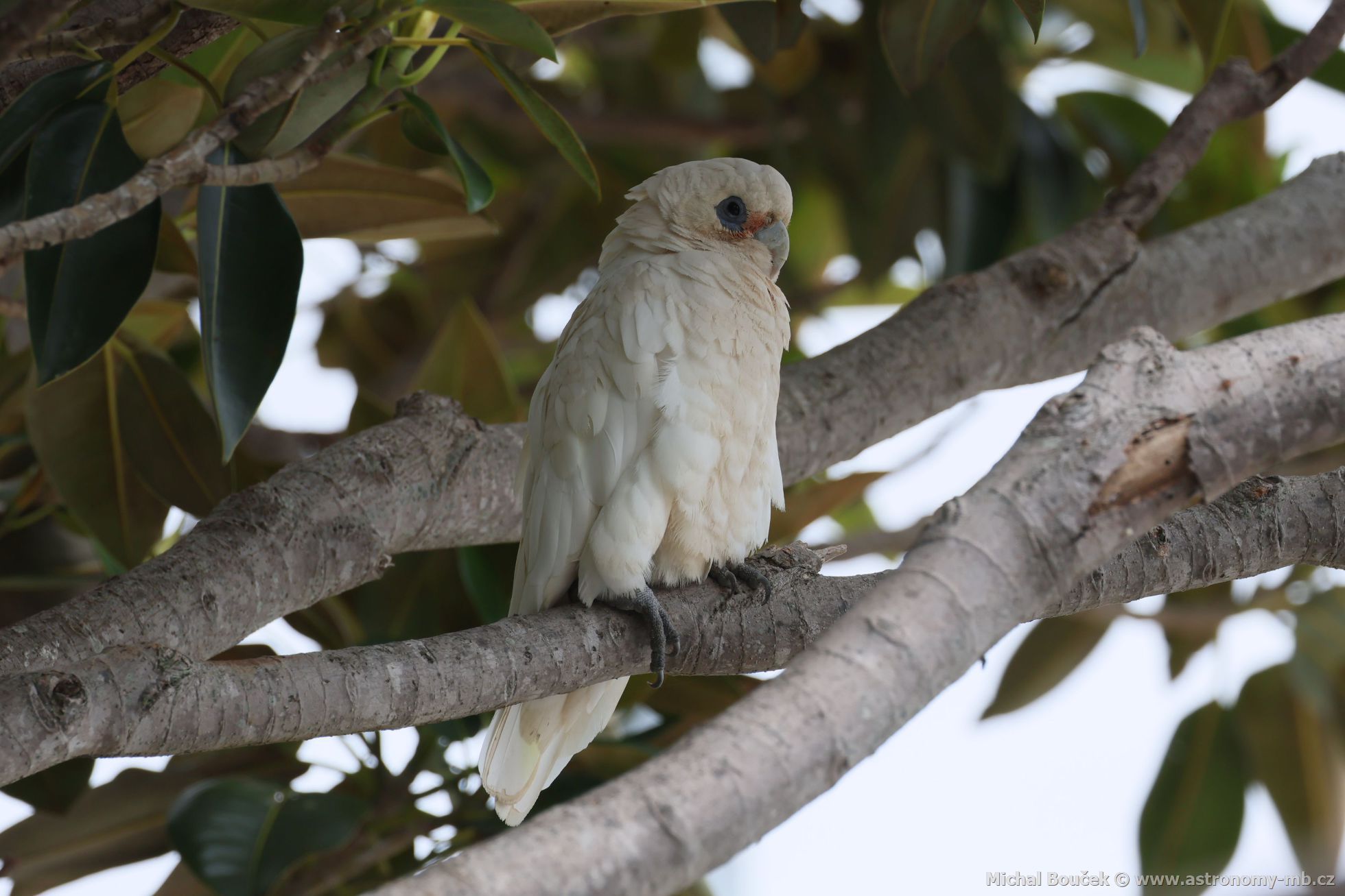 Kakadu naholící (Cacatua sanguinea)