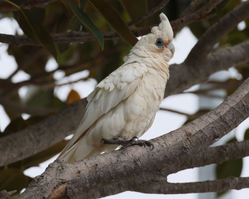 Kakadu naholící (Cacatua sanguinea)