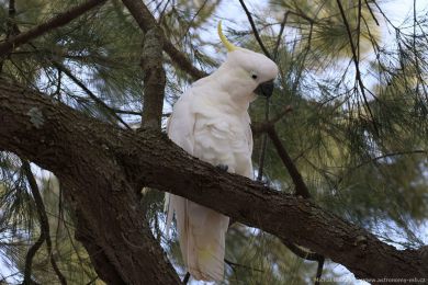 Kakadu lutoelatý (Cacatua galerita)