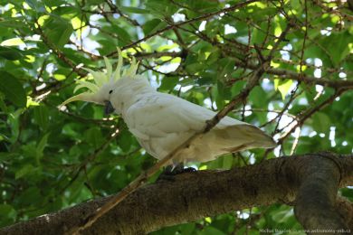 Kakadu lutoelatý (Cacatua galerita)