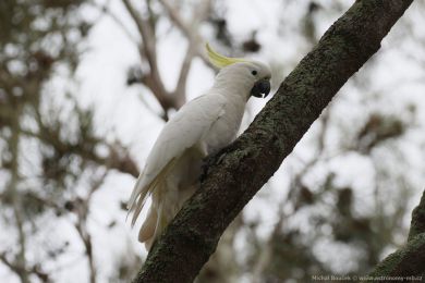 Kakadu lutoelatý (Cacatua galerita)