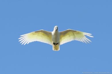 Kakadu lutoelatý (Cacatua galerita)