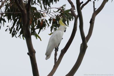 Kakadu lutoelatý (Cacatua galerita)