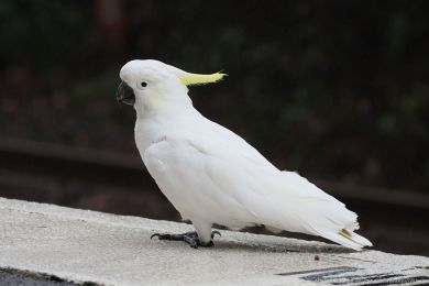 Kakadu lutoelatý (Cacatua galerita)