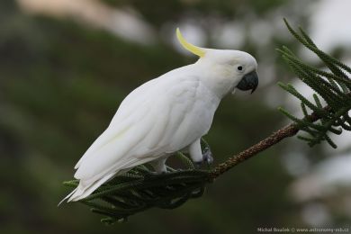 Kakadu lutoelatý (Cacatua galerita)