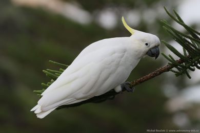 Kakadu lutoelatý (Cacatua galerita)