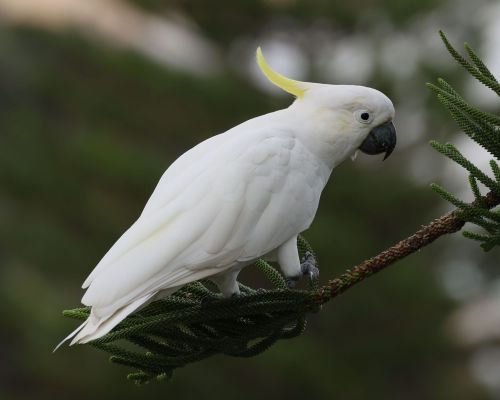 Kakadu lutoeelatý (Cacatua galerita)