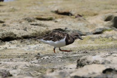 Kamenáek pestrý (Arenaria interpres)