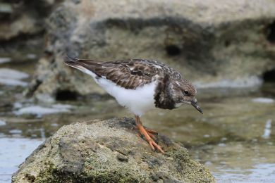 Kamenáek pestrý (Arenaria interpres)