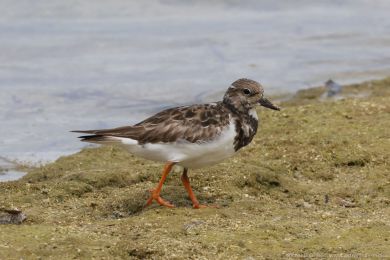Kamenáek pestrý (Arenaria interpres)