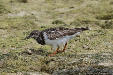 Kamenáek pestrý (Arenaria interpres)