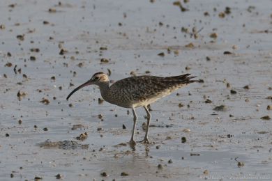 Koliha malá (Numenius phaeopus) Koliha malá (Numenius phaeopus)
