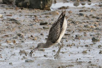 Koliha malá (Numenius phaeopus) Koliha malá (Numenius phaeopus)