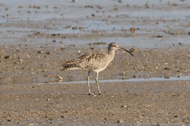 Koliha malá (Numenius phaeopus) Koliha malá (Numenius phaeopus)