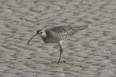 Koliha malá (Numenius phaeopus) Koliha malá (Numenius phaeopus)