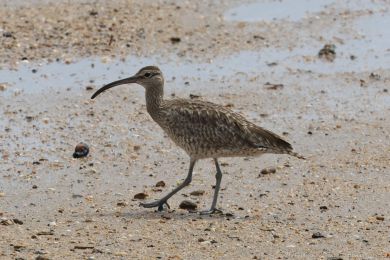 Koliha malá (Numenius phaeopus) Koliha malá (Numenius phaeopus)