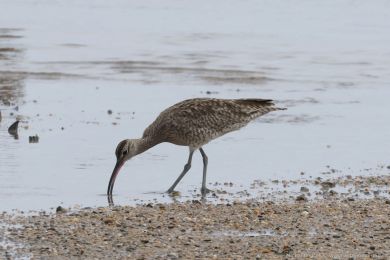 Koliha malá (Numenius phaeopus) Koliha malá (Numenius phaeopus)