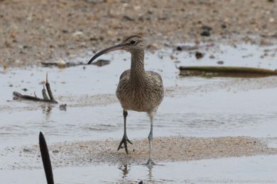 Koliha malá (Numenius phaeopus) Koliha malá (Numenius phaeopus)