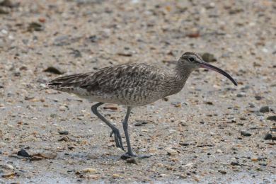 Koliha malá (Numenius phaeopus) Koliha malá (Numenius phaeopus)