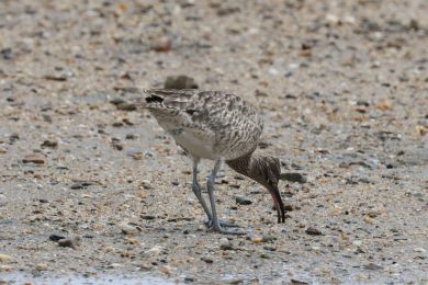 Koliha malá (Numenius phaeopus) Koliha malá (Numenius phaeopus)