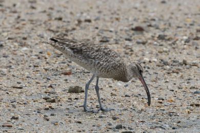 Koliha malá (Numenius phaeopus) Koliha malá (Numenius phaeopus)