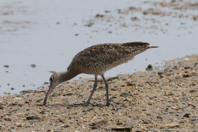 Koliha malá (Numenius phaeopus) Koliha malá (Numenius phaeopus)