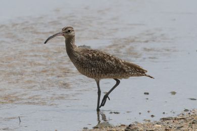 Koliha malá (Numenius phaeopus) Koliha malá (Numenius phaeopus)
