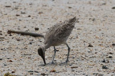 Koliha malá (Numenius phaeopus) Koliha malá (Numenius phaeopus)