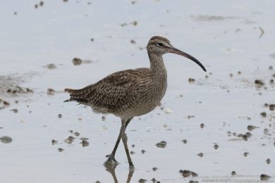 Koliha malá (Numenius phaeopus) Koliha malá (Numenius phaeopus)
