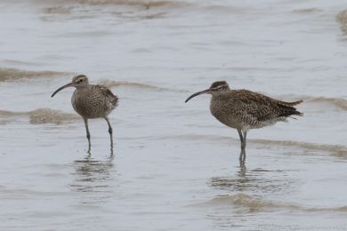 Koliha malá (Numenius phaeopus) Koliha malá (Numenius phaeopus)