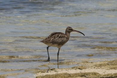 Koliha malá (Numenius phaeopus) Koliha malá (Numenius phaeopus)
