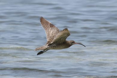 Koliha malá (Numenius phaeopus) Koliha malá (Numenius phaeopus)