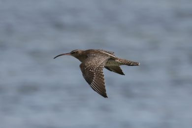 Koliha malá (Numenius phaeopus) Koliha malá (Numenius phaeopus)