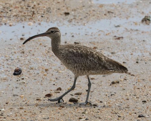 Koliha malá (Numenius phaeopus)