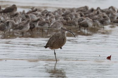 Koliha východní (Numenius madagascariensis) Koliha východní (Numenius madagascariensis)