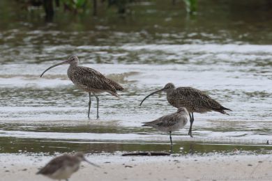 Koliha východní (Numenius madagascariensis) Koliha východní (Numenius madagascariensis)