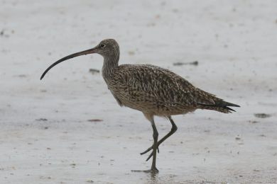 Koliha východní (Numenius madagascariensis) Koliha východní (Numenius madagascariensis)