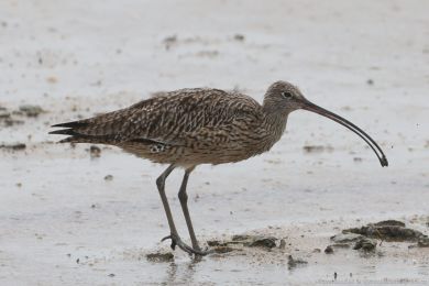 Koliha východní (Numenius madagascariensis) Koliha východní (Numenius madagascariensis)