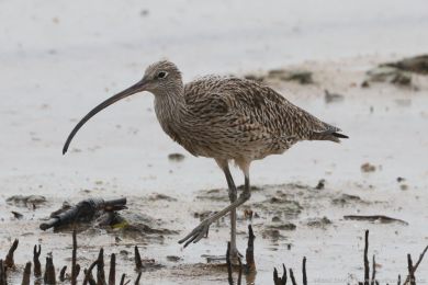 Koliha východní (Numenius madagascariensis) Koliha východní (Numenius madagascariensis)
