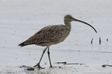 Koliha východní (Numenius madagascariensis) Koliha východní (Numenius madagascariensis)