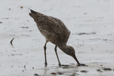Koliha východní (Numenius madagascariensis) Koliha východní (Numenius madagascariensis)