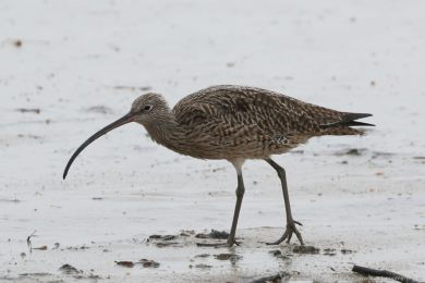 Koliha východní (Numenius madagascariensis) Koliha východní (Numenius madagascariensis)