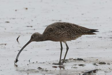 Koliha východní (Numenius madagascariensis) Koliha východní (Numenius madagascariensis)