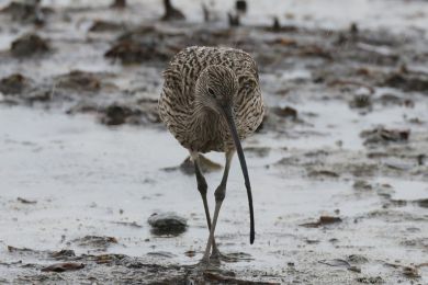 Koliha východní (Numenius madagascariensis) Koliha východní (Numenius madagascariensis)