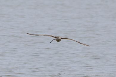 Koliha východní (Numenius madagascariensis) Koliha východní (Numenius madagascariensis)