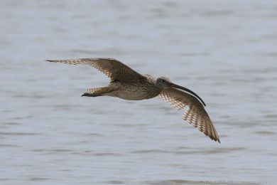 Koliha východní (Numenius madagascariensis) Koliha východní (Numenius madagascariensis)