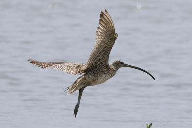 Koliha východní (Numenius madagascariensis) Koliha východní (Numenius madagascariensis)