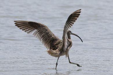 Koliha východní (Numenius madagascariensis) Koliha východní (Numenius madagascariensis)