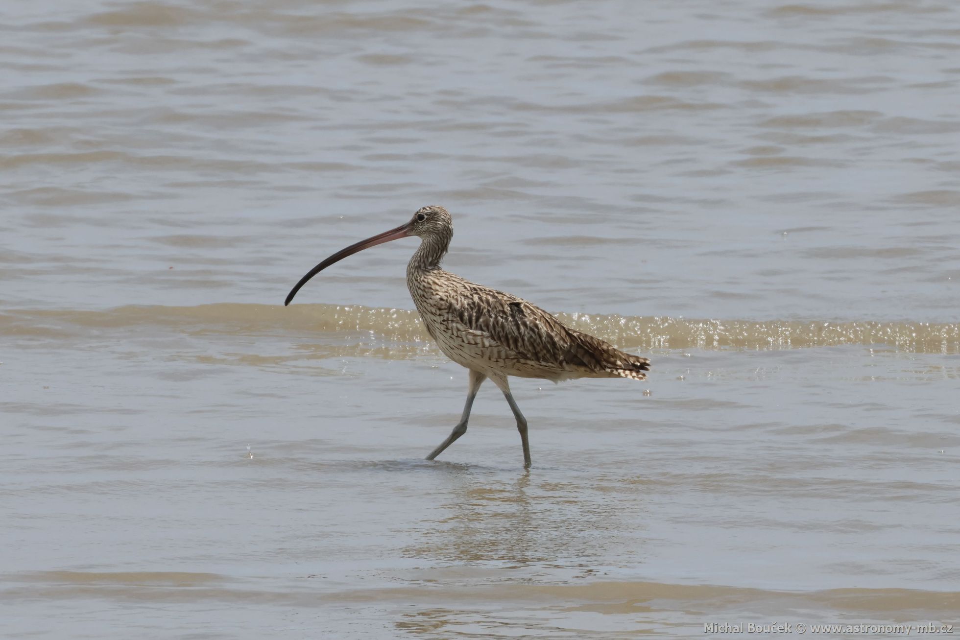 Koliha východní (Numenius madagascariensis)